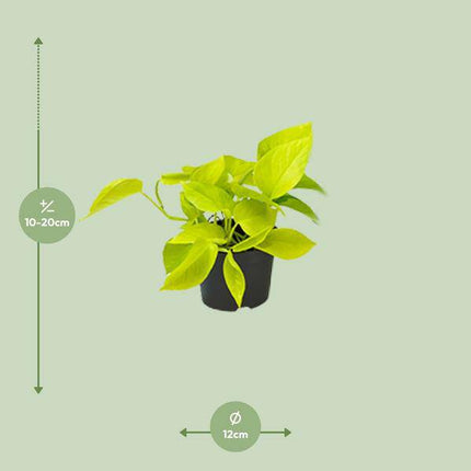 Efeutute Epipremnum Golden Pothos – Ø12cm x H15cm – Herzförmige Blätter mit goldgelber Zeichnung – Pflegeleichte Zimmerpflanze – Für Halbschatten