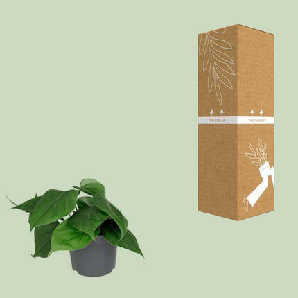 Philodendron Scandens – Baumfreund – Zimmerpflanze – Ø12cm – ↕15–20cm Höhe – Pflegeleicht – Luftreinigend – Halbschatten – Grünpflanze für Zuhause & Büro