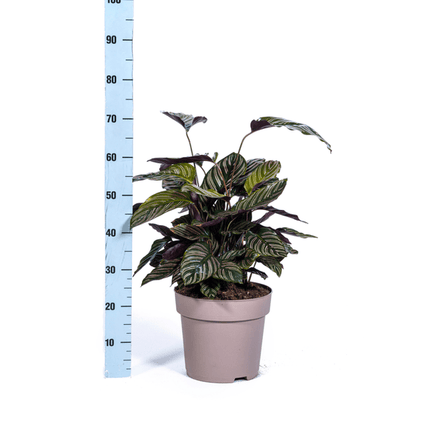 Calathea Ornata Sanderiana – Korbmarante – Zimmerpflanze Ø27cm – ↕60-80cm – Tropische Innenpflanze mit pinken Streifen – Pflegeleicht & dekorativ