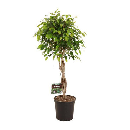 Birkenfeige – Ficus Benjamina Exotica – Ø27cm – ↕120cm – Große Zimmerpflanze mit üppigem, grünem Laub – Pflegeleichte & dekorative Grünpflanze für Wohnzimmer & Büro