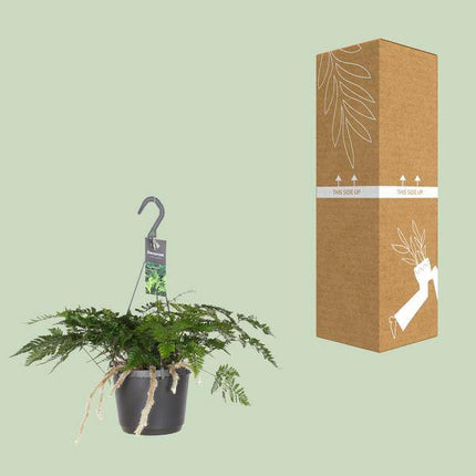 Hasenpfotenfarn Davallia Bullata – Ø17cm – ↕30cm – Pflegeleichter Zimmerfarn mit dekorativen Rhizomen – Grünpflanze für Wohnzimmer, Büro & Schlafzimmer