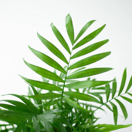 Chamadorea Elegans Mexikanische Bergpalme – Zimmerpflanze ca. 55cm – Ø17cm – Im nachhaltigen Korb Lissabon Weiß – Elegante, pflegeleichte Zimmerpalme