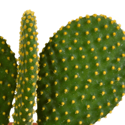 Kakteen Mix – 3 Pflanzen– Ø10,5cm Zimmerpflanzen – Verschiedene Kakteen im Mix – Pflegeleichte Sukkulenten für Fensterbank, Büro & Wohnzimmer