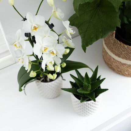 Phalaenopsis Orchidee Weiß Niagara Fall – Ø12cm – ca. 55–60cm hoch – Blühende Zimmerpflanze mit großen Blüten – Elegante Orchidee als Deko & Geschenkidee