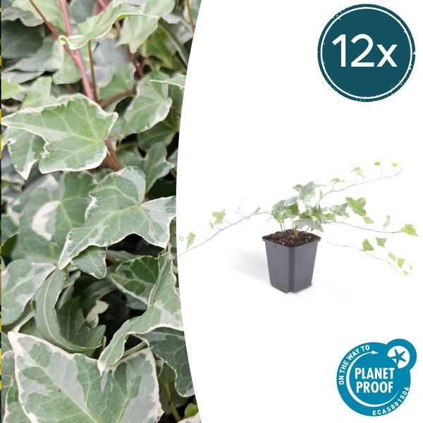 Weißgrüner Efeu Hedera helix 'Glacier' – 12 Pflanzen – ↕10-25cm – Ø9cm – Vielseitiger Bodendecker & Heckenpflanze – Pflegeleicht & schnell wachsend