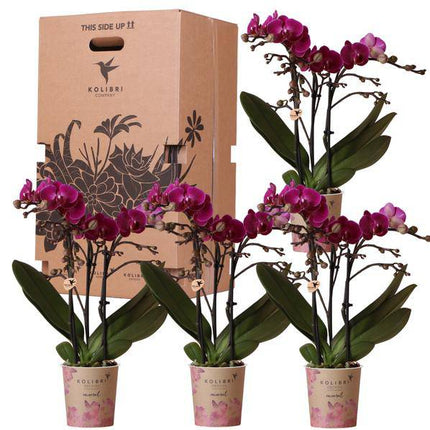 Überraschungsbox Orchideen – 4 verschiedene Pflanzen Ø9cm – Orchideen frisch vom Züchter – Pflegeleichte Zimmerpflanzen ohne Übertopf – Phalaenopsis Mix oder einfarbig