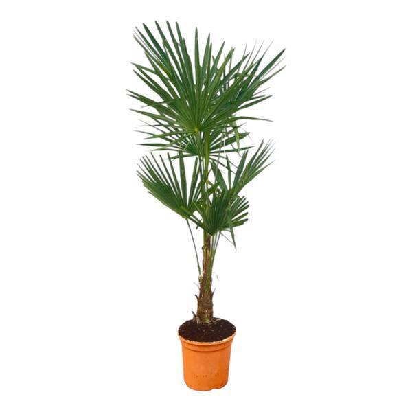 Trachycarpus fortuneii – Chinesische Hanfpalme – Exotische Zimmer- und Gartenpflanze – Höhe ca. 150cm – Topf Ø27cm