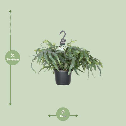 Tüpfelfarn – Phlebodium Aureum Blue Star – Zimmerpflanze – Ø17cm ↕50cm – Luftreinigender Goldfarn – Pflegeleicht – Blaue Wedel