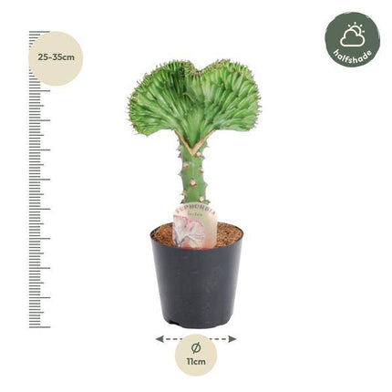 Euphorbia lactea Cristata Grün – Korallen-Wolfsmilch – Zimmerpflanze ca. 30cm – ø10,5cm – Exotische Sukkulente in Korallenform – Pflegeleichte Kaktuspflanze für sonnige Standorte