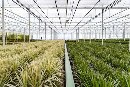 Drachenbaum Dracaena Marginata – Zimmerpflanze – Ø21cm x ↕120cm – Tropische Grünpflanze mit luftreinigend – Pflegeleicht