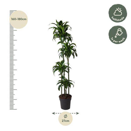 Drachenbaum – Dracaena Dorado 170cm – Ø27cm – Zimmerpflanze mit gold-grünen Blättern – Tropische Dekopflanze für Wohnzimmer, Büro & Wintergarten – Pflegeleicht