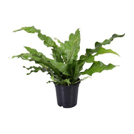 Känguru-Farn – Microsorum Diversifolium – Zimmerpflanze – Ø17cm – ↕45cm – pflegeleichter Farn für Innenräume – dekorative Grünpflanze für Zuhause & Büro