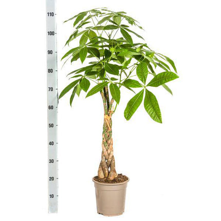 Glückskastanie Pachira Aquatica – Geldbaum – Zimmerpflanze Ø21cm ↕90-110cm – Geflochtener Stamm – Pflegeleicht