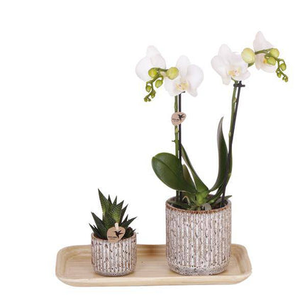 Phalaenopsis Orchidee Amabilis Weiß – Geschenkset mit Jaguar Ziertöpfen, Grünpflanze & Bambustablett – elegantes Orchideen Arrangement für Zuhause & Büro
