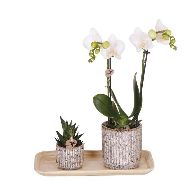 Phalaenopsis Orchidee Amabilis Weiß – Geschenkset mit Jaguar Ziertöpfen, Grünpflanze & Bambustablett – elegantes Orchideen Arrangement für Zuhause & Büro