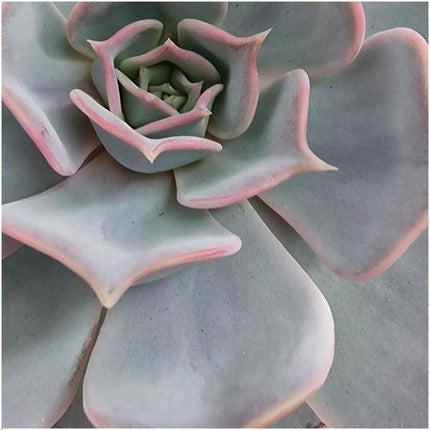 Sukkulente – Echeveria lilacina ROOTLESS – Ø20cm Schale „Rosa“ – Zimmerpflanze ohne Wurzeln – Pflegeleichte Schnitt-Sukkulente als Tischdeko & Geschenkidee