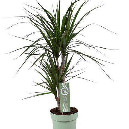 Drachenbaum – Dracaena marginata – Ø17cm – Höhe ca. 70cm – Pflegeleichte Zimmerpflanze – Tropische Blattschmuckpflanze mit roten Blatträndern – Luftreinigend