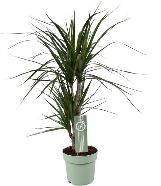 Drachenbaum – Dracaena marginata – Ø17cm – Höhe ca. 70cm – Pflegeleichte Zimmerpflanze – Tropische Blattschmuckpflanze mit roten Blatträndern – Luftreinigend
