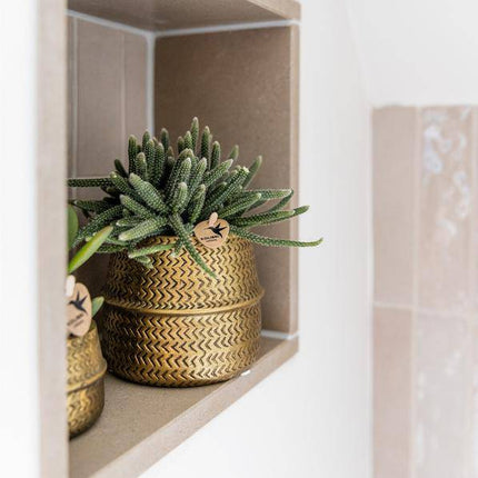 Pflanzenset Groove gold – Weiße Phalaenopsis Amabilis Ø9cm & Aloe Brevifolia Ø6cm – goldene Keramik-Ziertöpfe – Elegantes Orchideen- und Sukkulenten-Set – Geschenkidee & Deko