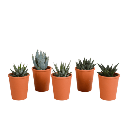 Sukkulenten Mix Gasteria & Haworthia – 5 Pflanzen – Ø5,5cm Zimmerpflanzen im Terrakotta-Topf – Pflegeleichte Mini-Sukkulenten – Dekopflanzen für Fensterbank, Büro & Wohnzimmer