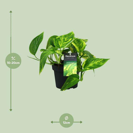 Efeutute Scindapsus Epipremnum Pinnatum HiColor – Ø12cm – ↕20cm – Pflegeleichte Zimmerpflanze mit dekorativem Laub – Kompakte Grünpflanze für Wohnzimmer, Büro & Schlafzimmer