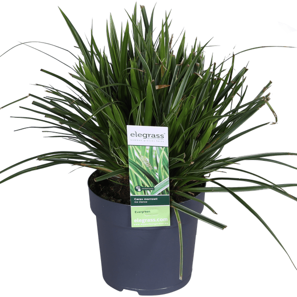 Weißrandige Segge – Carex morrowii 'Icedance' – Immergrünes Ziergras – Winterhart & pflegeleicht – Ø14cm – Ca. 30cm hoch