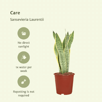 Bogenhanf – Sansevieria Laurentii – Frauenzunge – 2 Zimmerpflanzen – ca. 40cm Höhe – Ø14cm – pflegeleicht & luftreinigend
