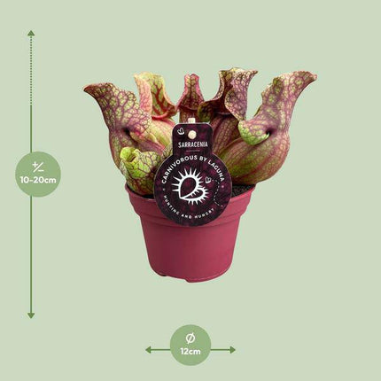 Schlauchpflanze Sarracenia Venosa – Kannenpflanze – Zimmerpflanze – Ø12cm – ca. 20cm – Pflegeleicht & Exotisch