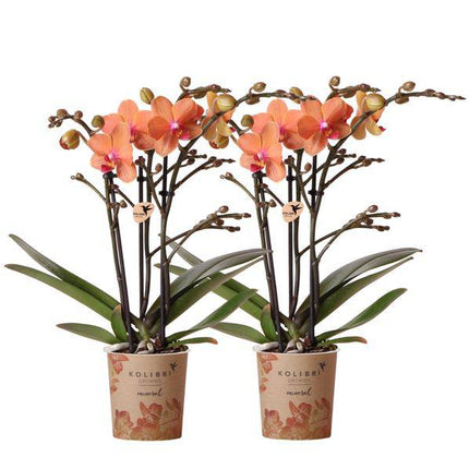 Phalaenopsis Orchideen Orange Zimmerpflanze Ø9cm – blühende Orchidee für Wohnzimmer, Büro & helle Standorte kaufen