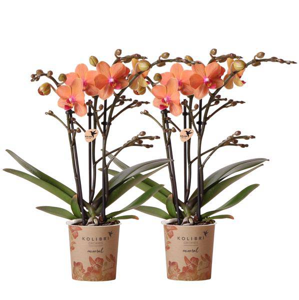 Phalaenopsis Orchideen Orange Zimmerpflanze Ø9cm – blühende Orchidee für Wohnzimmer, Büro & helle Standorte kaufen