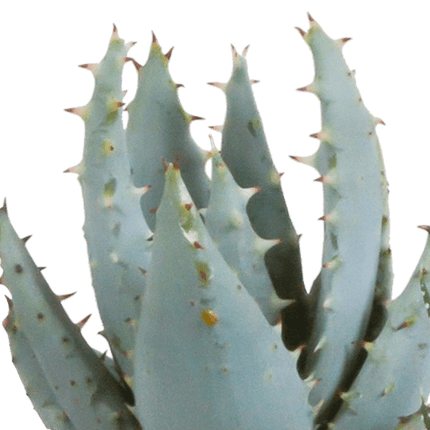 Sukkulenten Mix Gasteria & Haworthia – 5 Pflanzen – Ø5,5cm Zimmerpflanzen im weißen Topf – Verschiedene Mini-Sukkulenten – Pflegeleichte Pflanzen für Fensterbank, Büro & Wohnzimmer