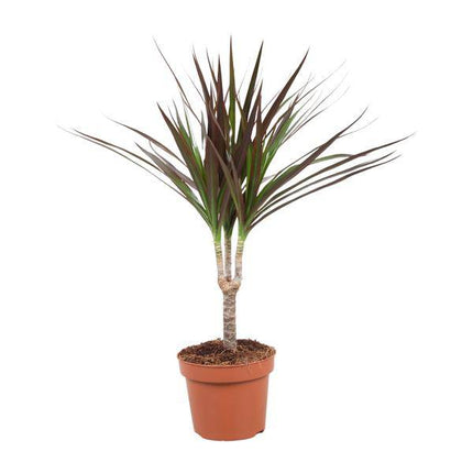 Drachenbaum – Dracaena Magenta – Ø12cm – Höhe ca. 50cm – Pflegeleichte Zimmerpflanze – Tropische Blattschmuckpflanze für Innenräume