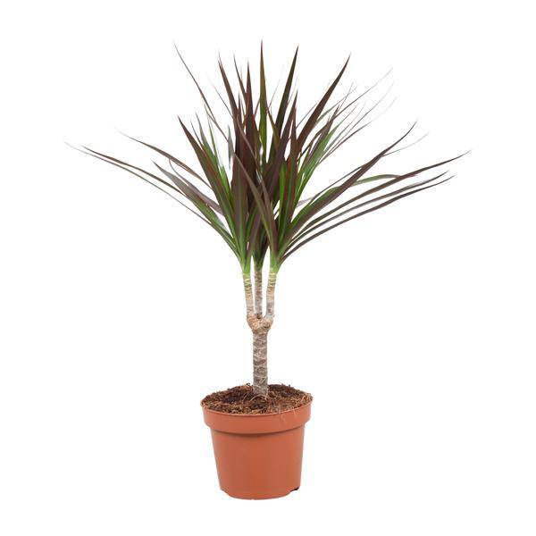 Drachenbaum – Dracaena Magenta – Ø12cm – Höhe ca. 50cm – Pflegeleichte Zimmerpflanze – Tropische Blattschmuckpflanze für Innenräume