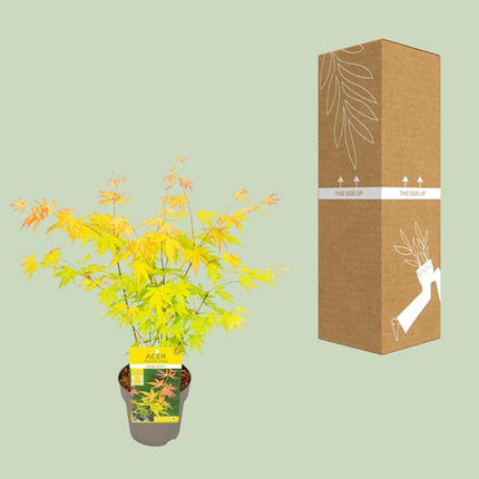 Fächer – Ahorn Acer palmatum Orange Dream Gartenpflanze Ø15cm ↕40cm – winterharte Pflanze für Garten, Balkon, Terrasse, Kübel & Beet online kaufen