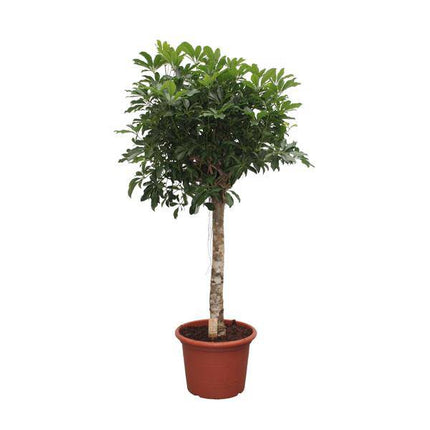Strahlenaralie – Schefflera Arboricola Compacta – Zimmerpflanze – 180cm – Ø35cm – Tropische Grünpflanze mit großen Blättern für Wohnzimmer und Büro
