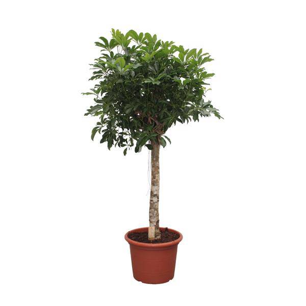 Strahlenaralie – Schefflera Arboricola Compacta – Zimmerpflanze – 180cm – Ø35cm – Tropische Grünpflanze mit großen Blättern für Wohnzimmer und Büro