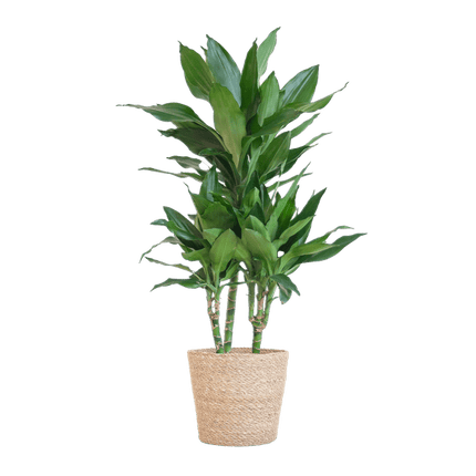 Dracaena Janet Lind 95cm – Drachenbaum Zimmerpflanze Ø21cm – pflegeleichte grüne Pflanze mit luftreinigender Wirkung – inkl. handgeflochtenem Seegras-Korb Sofia Natur