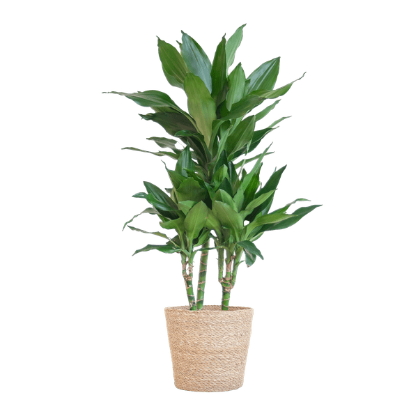 Dracaena Janet Lind 95cm – Drachenbaum Zimmerpflanze Ø21cm – pflegeleichte grüne Pflanze mit luftreinigender Wirkung – inkl. handgeflochtenem Seegras-Korb Sofia Natur
