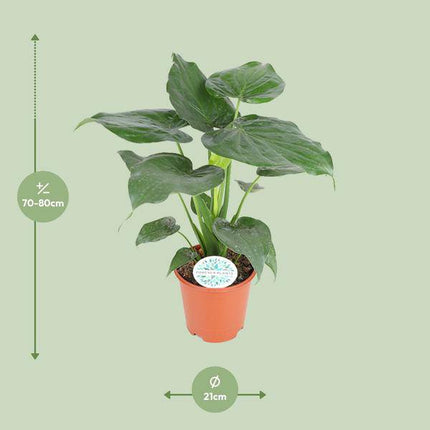 Elefantenohr Alocasia Cucullata Zimmerpflanze Ø21cm ↕80cm – pflegeleichte Grünpflanze für Wohnzimmer, Büro & helle Standorte kaufen