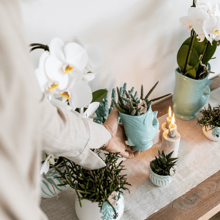 Pflanzset Phalaenopsis Orchidee Amabilis Weiß Ø9cm & Sukkulente Crassula Hobbit Ø6cm – In türkisfarbenen Keramik Fish – Töpfen