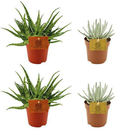 4er Set Sukkulenten – Aloe Spider + Senecio Scaposus – Zimmerpflanzen Ø10.5cm ↕10cm – Pflegeleichte Mini-Pflanzen für sonnige Standorte – Ideal für Fensterbank, Wohnzimmer & Büro
