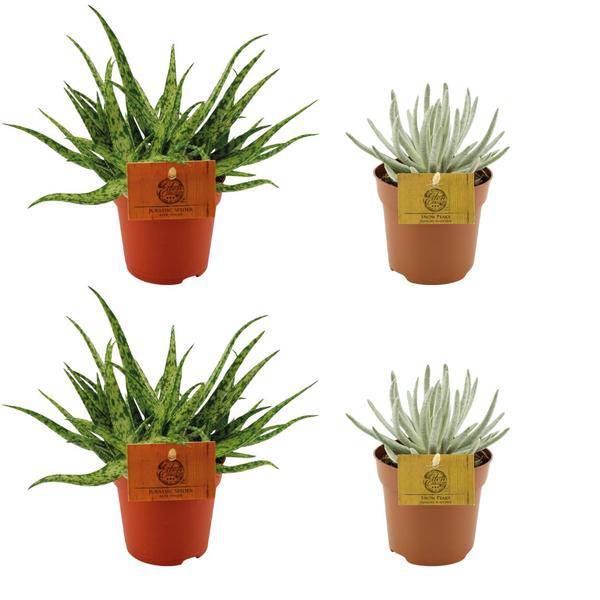 4er Set Sukkulenten – Aloe Spider + Senecio Scaposus – Zimmerpflanzen Ø10.5cm ↕10cm – Pflegeleichte Mini-Pflanzen für sonnige Standorte – Ideal für Fensterbank, Wohnzimmer & Büro