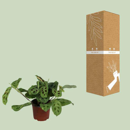 Pfeilwurz – Maranta Leuconeura Fascinator Variegata – Zimmerpflanze – Ø12cm – ↕30cm – tropische Gebetspflanze mit einzigartigem Blattmuster – pflegeleichte Deko-Pflanze