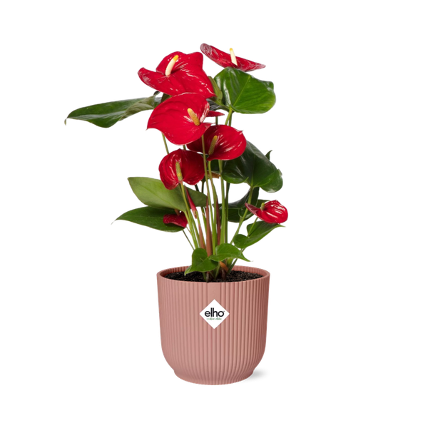 Flamingoblume Anthurium Rot Zimmerpflanze Ø14cm – pflegeleichte Grünpflanze für Wohnzimmer, Büro & helle Standorte kaufen