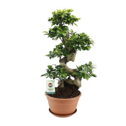 Chinesische Feige – Ficus Ginseng – Zimmerpflanze Ø27cm – Höhe ca. 70cm – Pflegeleichter Bonsai-Ficus mit dekorativen Wurzeln – Ideal für Wohnzimmer & Büro