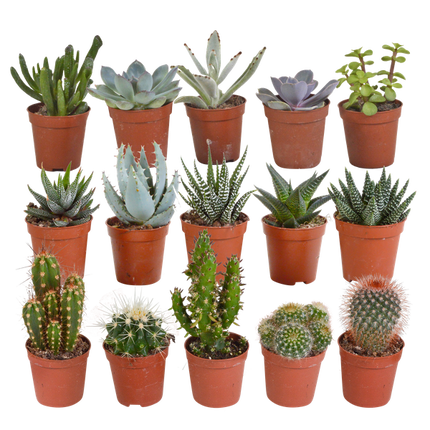 Kakteen und Sukkulenten Mix – 15 Pflanzen – Ø5,5cm Zimmerpflanzen – Verschiedene Arten wie Cereus, Echeveria, Haworthia & Crassula