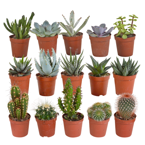 Kakteen und Sukkulenten Mix – 15 Pflanzen – Ø5,5cm Zimmerpflanzen – Verschiedene Arten wie Cereus, Echeveria, Haworthia & Crassula