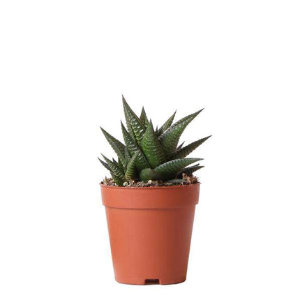 Sukkulente Haworthia Limifolia – Dreieckige Grüne Zimmerpflanze – Ø9cm – Pflegeleicht & Robust – Perfekt für helle Standorte ohne direkte Sonne