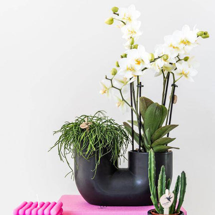Röhre Ziertopf Schwarz – Duo – Keramiktopf für zwei Pflanzen Ø9cm – Blumentopf für Orchideen, Sukkulenten & Zimmerpflanzen – Robust & dekorativ