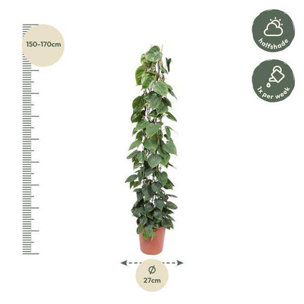 Baumfreund – Philodendron Scandens – Zimmerpflanze – 160cm – Ø27cm – pflegeleichte Kletterpflanze mit herzförmigen Blättern für Wohnung, Büro und Wintergarten
